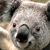 Tainted Leaks: Disinformation and Phishing With a Russian Nexus 28 Google Profile Image of a Koala